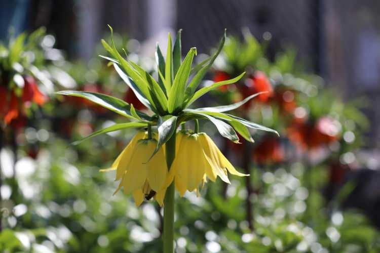 Cezayı duyan ger&ccedil;ekliğinden ş&uuml;phe ediyor! İşte g&ouml;r&uuml;nt&uuml;s&uuml;yle mest eden ters laleler