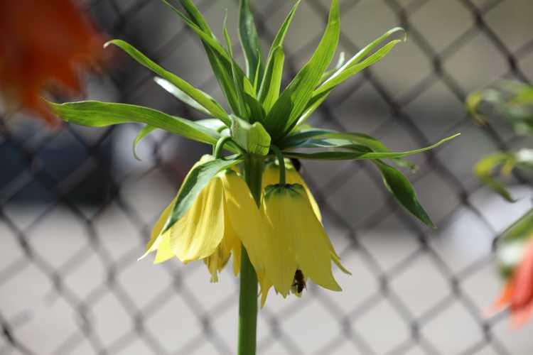 Cezayı duyan ger&ccedil;ekliğinden ş&uuml;phe ediyor! İşte g&ouml;r&uuml;nt&uuml;s&uuml;yle mest eden ters laleler