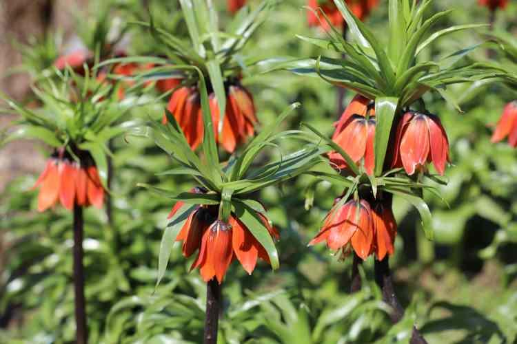 Cezayı duyan ger&ccedil;ekliğinden ş&uuml;phe ediyor! İşte g&ouml;r&uuml;nt&uuml;s&uuml;yle mest eden ters laleler