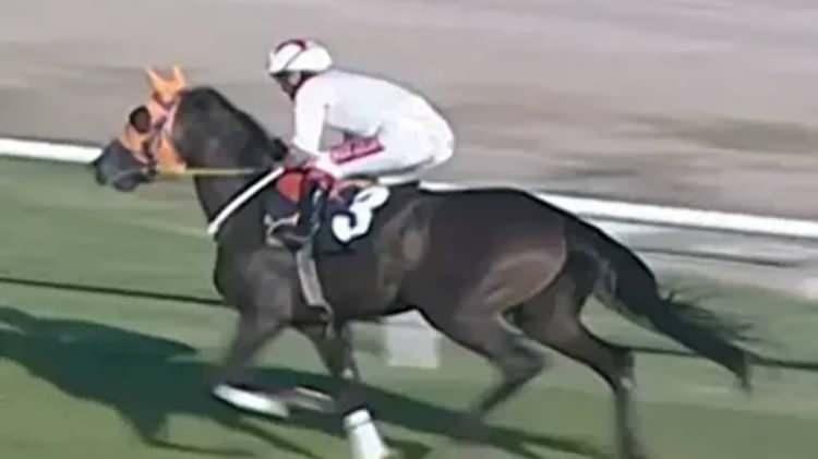 <p>Mart ayında Mersin B&uuml;y&uuml;kşehir Belediyesi'nin Aşhanesi'nde vatandaşa kavurma diye verilen yemeğin at eti olduğu ortaya &ccedil;ıkmıştı. Aşhanede şampiyon yarış atı Smart Latch kesilerek vatandaşa yedirilmişti. Skandal ise yemeğin i&ccedil;inden &ccedil;ıkan &ccedil;ip ile tespit edilmişti.</p>

<p>&nbsp;</p>
