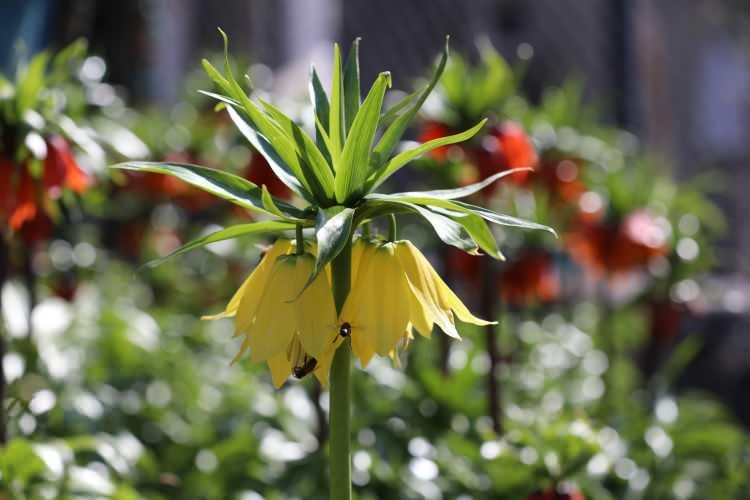 Cezayı duyan ger&ccedil;ekliğinden ş&uuml;phe ediyor! İşte g&ouml;r&uuml;nt&uuml;s&uuml;yle mest eden ters laleler