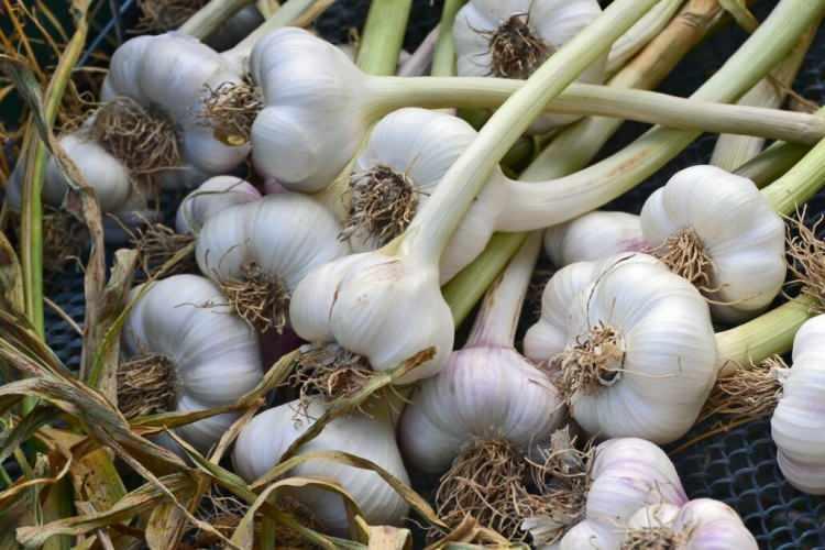 <p><strong>14- Aglio di Vessalico / İtalya</strong></p>
