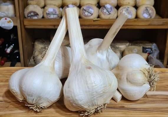 <p><strong>13- Aglione di Valdichiana / İtalya</strong></p>
