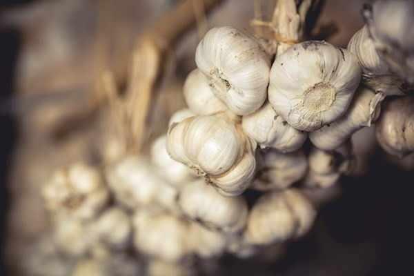 <p><strong>12- Alho da Graciosa / İspanya</strong></p>
