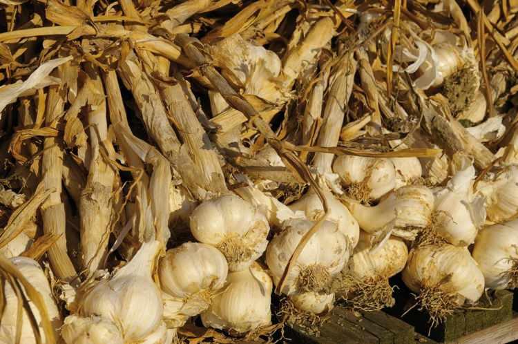 <p><strong>7- Aglio di Voghiera / İtalya</strong></p>
