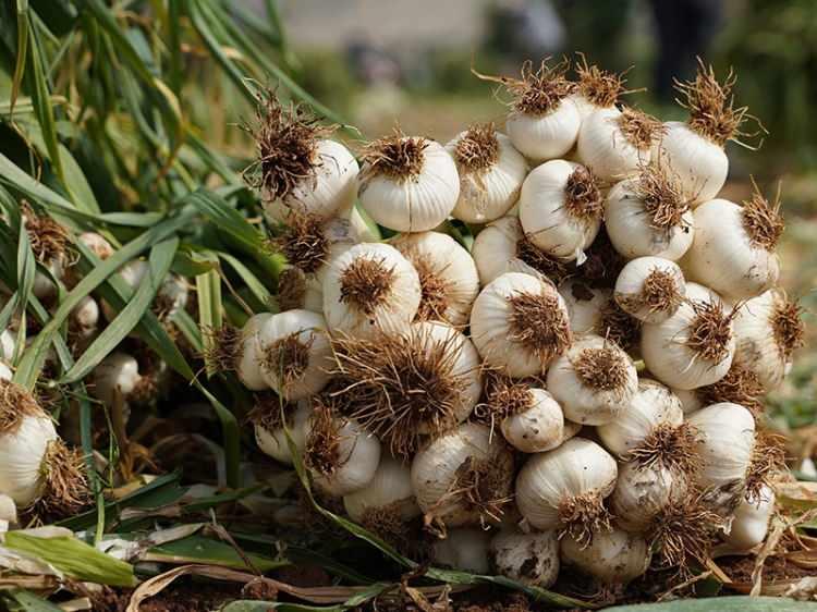 <p><span style="color:#FF0000"><strong>5- Araban sarımsağı / T&uuml;rkiye</strong></span></p>

<p><span style="color:#FF0000"><strong>2020 yılında T&uuml;rk Patent ve Marka Kurumu tarafından tescillenen "Araban Sarımsağı", Gaziantep'in Araban il&ccedil;esindeki bereketli topraklarda yetiştirmektedir.&nbsp;</strong></span></p>
