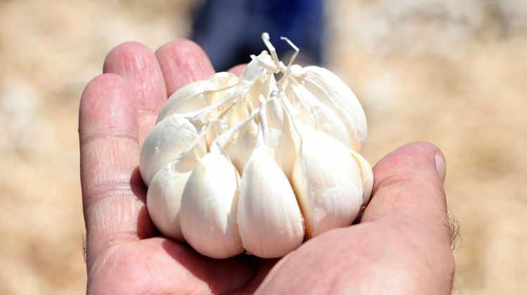 <p><span style="color:#FF0000"><strong>G&uuml;&ccedil;l&uuml; aromalı, beyaz kabuklu ve krem-sarı dişli olan ve 'beyaz altın' ismiyle anılan bu sarımsak t&uuml;r&uuml;, listeye 5'nci sıradan giriş yaptı.</strong></span></p>
