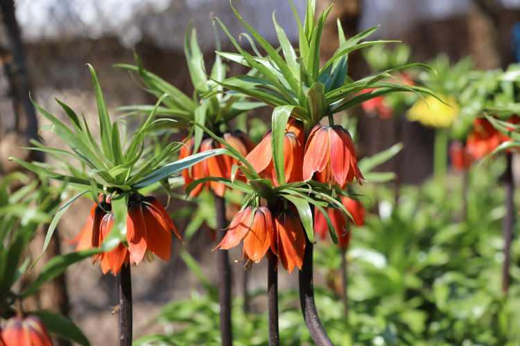 Cezayı duyan ger&ccedil;ekliğinden ş&uuml;phe ediyor! İşte g&ouml;r&uuml;nt&uuml;s&uuml;yle mest eden ters laleler
