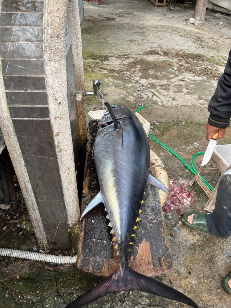 <p>Balığı avladıktan sonra il&ccedil;e tarım ve orman m&uuml;d&uuml;rl&uuml;ğ&uuml;ne bilgi vermediği i&ccedil;in cezai işlem uygulandığını ifade eden Murat &Ccedil;engel, yaşadıklarını ş&ouml;yle anlattı:&nbsp;</p>

<p>&nbsp;</p>

<p><strong><em>"Ge&ccedil;tiğimiz hafta sizlerin de bildiği gibi bir Orkinos avladım. Oltayla avladığım balık, sosyal medya hesaplarından ve sizlerin aracılığıyla t&uuml;m ulusal basında yer aldı. G&uuml;zel bir andı benim i&ccedil;in, &ccedil;ok b&uuml;y&uuml;k bir mutluluktu. </em></strong></p>

<p>&nbsp;</p>

<p><strong><em>Daha sonrasında sahil g&uuml;venlik ekipleri beni davet ettiler. Bu balığın &ccedil;ok &ouml;zel bir t&uuml;r olduğunu, <span style="color:#A52A2A">avının da belli kriterlere g&ouml;re yapılması gerektiğini belirttiler.</span></em></strong></p>
