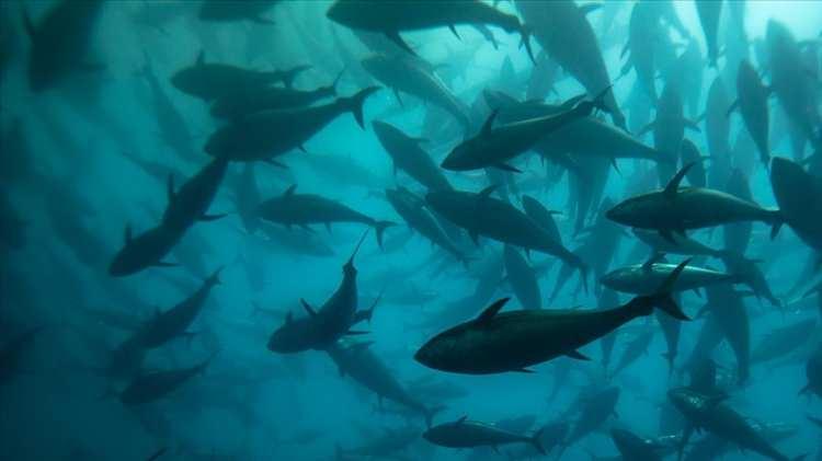 <p>Hobi olarak balık avlayanlara kurallara uyarak tutkularını yaşamaları tavsiyesinde bulunan &Ccedil;engel, <strong><em>"Dostlarım, benimle mutluluğumu paylaştılar. Hediyeler alanlar oldu. Hatta bir arkadaşım bana magnet hazırlamış buzdolabı i&ccedil;in ve &ccedil;ok mutlu oldum, &ccedil;ok sevindim. Mutluluğumu benimle paylaşmış, herkes &ccedil;ok mutlu oldu. İdari bir yaptırımla karşılaştık b&ouml;yle bir g&uuml;zelliğin sonunda. G&uuml;zel bir hobi ve gen&ccedil;lere tavsiye etmiştim. </em></strong></p>

<p>&nbsp;</p>

<p><strong><em>Deniz kenarına gitmeleri, doğayla i&ccedil; i&ccedil;e olmaları g&uuml;zel bir şey ancak bilin&ccedil;li avcılık yapmaları gerekiyor. Bildiğiniz s&uuml;rece hi&ccedil;bir sorunla karşılaşmazsınız. Ancak yanlış işler yaptığınızda ya da bilmeden bir s&uuml;recin i&ccedil;erisine girdiğinizde cezayla karşı karşıya kalabilirsiniz. Kurallara uymamız gerekiyor ve bunları da bilmemiz gerekiyor.'' </em></strong>dedi.</p>

<p>&nbsp;</p>

<p><span style="color:#A52A2A"><em><strong>KAYNAK: DHA&nbsp;</strong></em></span></p>
