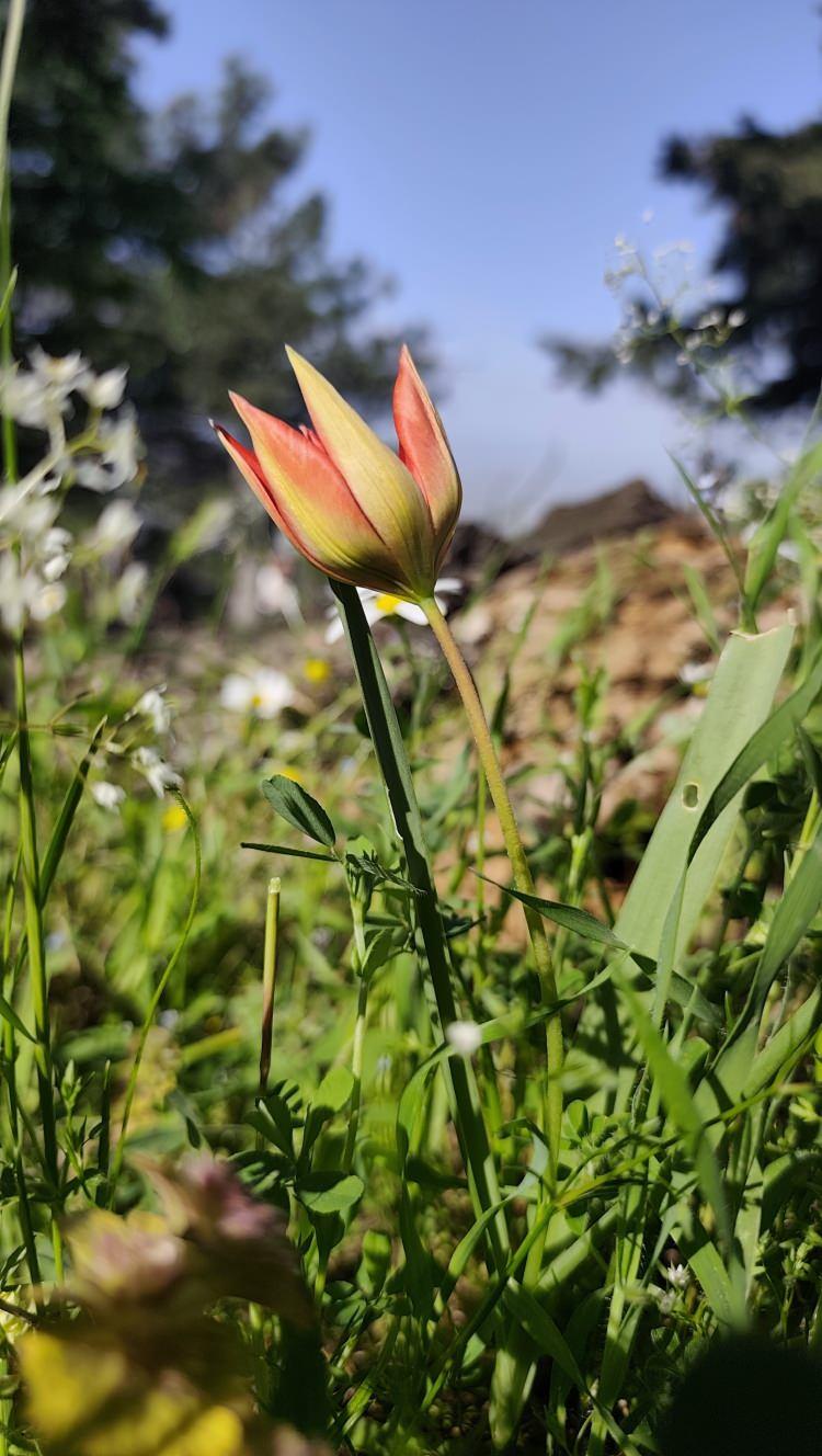 <p>Arslan, <strong><em>"Senede bir a&ccedil;ıyor zaten bu laleler. Sadece bunları g&ouml;rmek i&ccedil;in bile gelmeye değer. G&uuml;zel bir doğa manzarası var. Sakın koparmayın, &ccedil;&uuml;nk&uuml; koparmanın cezası 700 bin liraya yakın. Bir araba parası kadar cezası var. Bu da ne kadar değerli olduğunu g&ouml;steriyor" </em></strong>dedi.</p>

<p>&nbsp;</p>
