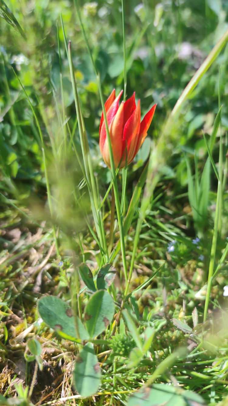 <p><span style="color:#B22222"><strong>"DALINDA OLMASI DAHA G&Uuml;ZEL"</strong></span></p>

<p>Laleleri fotoğraflamak i&ccedil;in geldiğini s&ouml;yleyen &Ouml;zcan Soydam ise, <em><strong>"Manisa'da &ccedil;ok değerli bir &ccedil;i&ccedil;ek. Yılda bir kez a&ccedil;ıyor. Fotoğrafını &ccedil;ekmek istedim. Koparmanın cezası da &ccedil;ok y&uuml;ksek. Dalında olması daha g&uuml;zel"</strong></em> diye konuştu.</p>

<p>&nbsp;</p>

<p>Bir başka ziyaret&ccedil;i de, <em><strong>"Fotoğraflarını &ccedil;ekmek bile g&uuml;zel bir duygu. Umarım kimse koparmaz"</strong></em> ifadelerini kullandı.</p>
