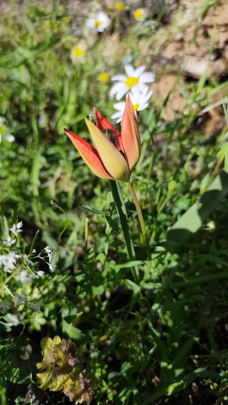 <p><span style="color:#B22222"><strong>CEZA 699 BİN 245 LİRAYA Y&Uuml;KSELDİ</strong></span></p>

<p>Yetkililer, lalelerin doğadan koparılmasının biyolojik &ccedil;eşitliliğe zarar verdiğini belirterek vatandaşları y&uuml;ksek idari para cezasına karşı uyardı.</p>

<p>&nbsp;</p>
