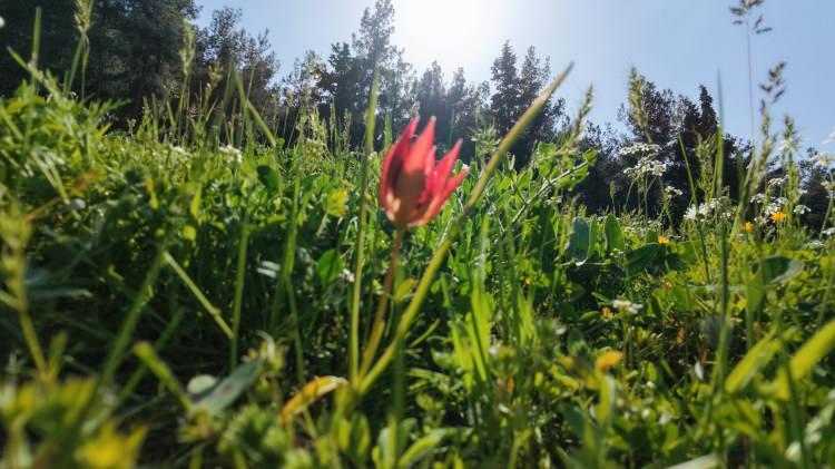 <p>Koruma altındaki Manisa lalesini koparmanın cezası 2022'de 109 bin 593 TL, 2023'te 244 bin 315 TL, 2024'te 387 bin 142 TL, 2025'te 557 bin 212 TL olurken, 2026 yılında ise 699 bin 245 TL'ye y&uuml;kseldi.</p>

<p>&nbsp;</p>
