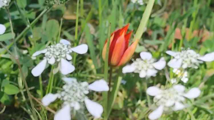 <p><span style="color:#B22222"><strong>"BİR ARABA PARASI KADAR CEZASI VAR"</strong></span></p>

<p>&nbsp;</p>

<p>Spil Dağı Milli Parkı'nda a&ccedil;an Manisa lalesini g&ouml;rmek i&ccedil;in gelen ziyaret&ccedil;ilerden Erdal Arslan, Manisa'nın meşhur lalelerini g&ouml;rmek i&ccedil;in arkadaşlarıyla birlikte Spil'e &ccedil;ıktıklarını s&ouml;yledi.</p>

<p>&nbsp;</p>
