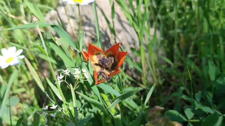 <p><span style="color:#B22222">G&Ouml;RSEL Ş&Ouml;LEN SADECE 10 G&Uuml;N S&Uuml;R&Uuml;YOR</span></p>

<p><br />
Manisa ile İzmir illeri arasında bulunan, 1517 metre y&uuml;ksekliğe sahip Spil Dağı Milli Parkı'nda baharın habercisi olarak bilinen Manisa lalesi, havaların ısınmasıyla birlikte a&ccedil;maya başladı.</p>
