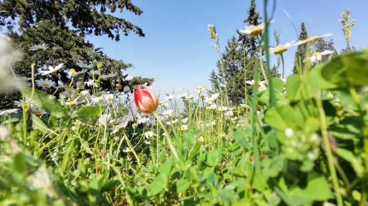 <p>Manisa Spil Dağı Milli Parkı'nda yılda sadece bir kez a&ccedil;an, yalnızca 10 g&uuml;n canlı kalabilen endemik Manisa lalesi y&uuml;z&uuml;n&uuml; g&ouml;sterdi. Doğaseverlerin fotoğraflamak i&ccedil;in adeta akın ettiği laleyi koparmanın cezası ise bu yıl 699 bin 245 lira oldu.</p>

<p>&nbsp;</p>
