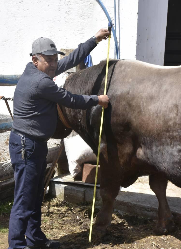 <p><span style="color:#A52A2A"><strong>"HAYVAN KANTARA SIĞMADI"</strong></span></p>

<p>&nbsp;</p>

<p>&Ccedil;iftlik işletmecilerinden Serhat Kars ise<strong><em> "Hayvanımız tamamen doğal yemlerle beslenmiştir. Poyraz'ın bir hayli talibi var. Poyraz'ı tartarken olduk&ccedil;a zorlandık. Hayvan kantara sığmadı. Ben bunu kamyona y&uuml;kleyip, b&uuml;y&uuml;k kantara g&ouml;t&uuml;r&uuml;p tarttırdım." </em></strong>diye konuştu.</p>

<p>&nbsp;</p>

<p><em><strong>KAYNAK: DHA&nbsp;</strong></em></p>
