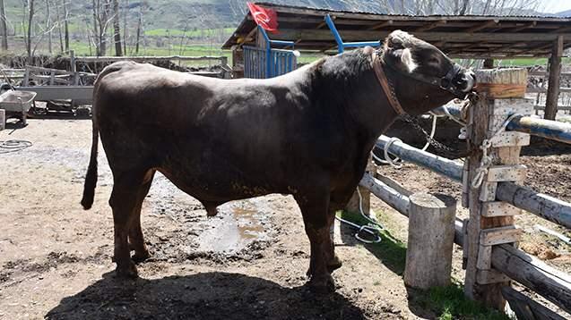 <p><span style="color:#A52A2A"><strong>KURBANLIKLAR G&Ouml;R&Uuml;C&Uuml;YE &Ccedil;IKMAYA BAŞLADI&nbsp;</strong></span></p>

<p>&nbsp;</p>

<p>Kurban Bayramı'nın yaklaşmasıyla Sivas'ta kurbanlıklar satışa &ccedil;ıkmaya başladı.&nbsp;</p>
