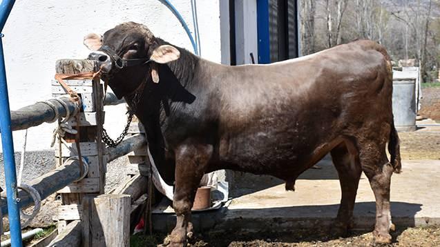 <p>Sivas'ta Kurban Bayramı &ouml;ncesi kurbanlıklar piyasaya &ccedil;ıkmaya başladı. Merkeze bağlı Kumyurt k&ouml;y&uuml;nde besicilikle uğraşan Mehmet Kars&rsquo;a <span style="color:#A52A2A"><strong><em>ait 1 ton 180 kilogramlık ağırlığındaki "Poyraz" isimli boğa, fiyatıyla dudak u&ccedil;uklattı.&nbsp;</em></strong></span></p>
