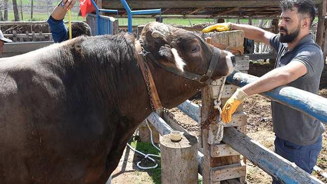 <p><span style="color:#A52A2A"><strong>1 TON 180 KİLOGRAM</strong></span></p>

<p>&nbsp;</p>

<p>Doğal ve kuru yem ile beslenen ve <span style="color:#A52A2A"><strong><em>1 ton 180 kilogram</em></strong></span> gelen boğa, satışa &ccedil;ıkarıldı.&nbsp;</p>
