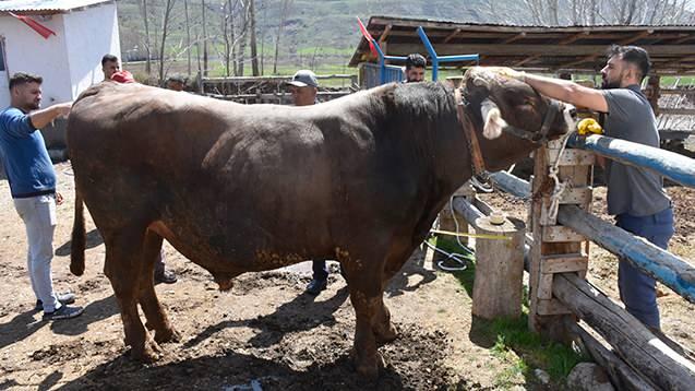 <p><span style="color:#A52A2A"><strong>435 BİN TL FİYAT Bİ&Ccedil;İLDİ&nbsp;</strong></span></p>

<p>&nbsp;</p>

<p>Şimdiden m&uuml;şterilerin g&ouml;zdesi haline gelen boğaya <span style="color:#A52A2A"><strong><em>435 bin TL fiyat bi&ccedil;ildi.&nbsp;&nbsp;</em></strong></span></p>
