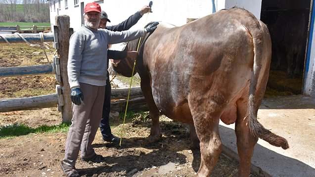 <p>Kurban Bayramı telaşının başladığını s&ouml;yleyen Mehmet Kars, <strong><em>"Bayram yaklaşıyor, şu anda ahırımızda en normal hayvanımız bu. Biz bunu kuru yemle besliyoruz. Kendi &uuml;rettiğimiz yemlerle besliyoruz. Ağırlığı 1 ton 180 kilogram. M&uuml;şterilerimizin de g&ouml;zdesi haline geldi. G&ouml;renler hayran kalıyor. Şu an bu tosunumuza 435 bin TL istiyoruz."</em></strong> dedi.&nbsp;</p>
