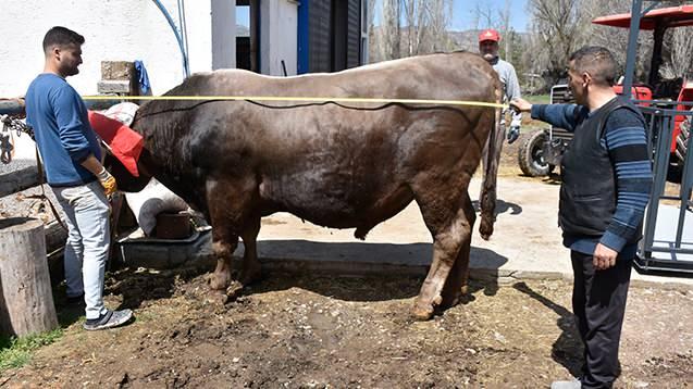 <p>Merkeze bağlı Kumyurt k&ouml;y&uuml;nde yaklaşık 40 yıldır b&uuml;y&uuml;kbaş yetiştiriciliğiyle uğraşan Mehmet Kars'a ait montofon cinsi Poyraz isimli boğa, iri yapısı ve kilosu ile g&ouml;renlerin dikkatini &ccedil;ekiyor.&nbsp;</p>
