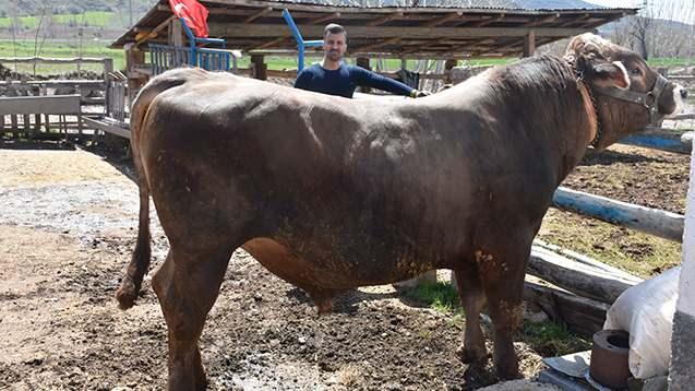 <p>Hayvanların iriliği konusunda k&uuml;&ccedil;&uuml;kken s&uuml;tle beslenmesinin &ouml;nemli olduğunu belirten Kars<strong><em>, "Bu hayvanları buzağı iken emzirmek &ccedil;ok &ouml;nemli. Ben uygun yaşına gelene kadar buzağıyı emziririm."</em></strong> diye konuştu.&nbsp;&nbsp;</p>
