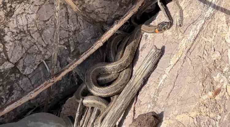 <p>Yol boyu s&uuml;r&uuml; halinde bulunan yılanlar, Brezilya&rsquo;nın "Yılan Adası"nı andırıyor.&nbsp;</p>
