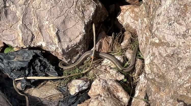 <p><em><strong>"Mart ve nisan aylarında &ccedil;ıkan yılanları g&ouml;rme şansımız oldu.&nbsp;</strong></em></p>
