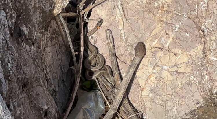 <p><strong><span style="color:#A52A2A">"Hİ&Ccedil;BİR ZARARKLARI YOK"</span></strong></p>

<p>&nbsp;</p>

<p><em><strong>Bu yılanların hi&ccedil;bir zararı yok, aksine doğaya faydalı canlılar. İnsanlarımızdan ricamız, bu canlılara zarar vermemeleridir.&nbsp;</strong></em></p>
