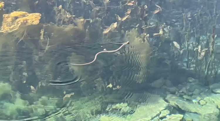 <p><span style="color:#A52A2A"><strong>SIRA DIŞI G&Ouml;R&Uuml;NT&Uuml; DİKKAT &Ccedil;EKİYOR&nbsp;</strong></span></p>

<p>&nbsp;</p>

<p><em><strong>Yılan Pınarı b&ouml;lgesi, hem doğal yapısı hem de bu sıra dışı yılan g&ouml;r&uuml;nt&uuml;leriyle doğa tutkunlarının dikkatini &ccedil;ekmeye devam ediyor."</strong></em></p>
