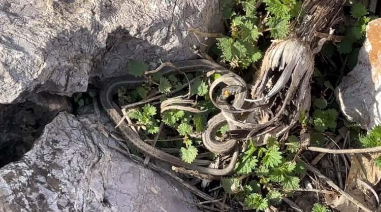 <p>&Ouml;zellikle insanların olmadığı zamanlarda a&ccedil;ık alanlara &ccedil;ıkan yılanların zararsız olduğunu belirten Mazlum G&uuml;r&uuml;r ş&ouml;yle konuştu:&nbsp;</p>
