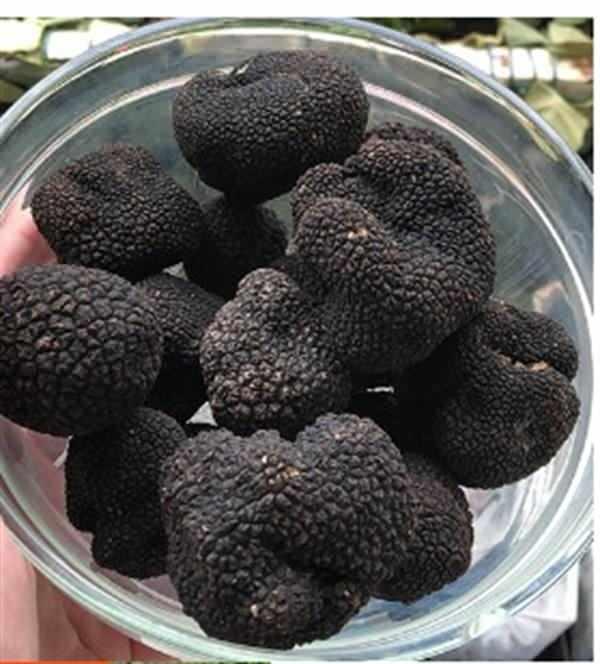 <p><strong>1996 yılında İtalyan bir baba ve T&uuml;rk annenin &ccedil;ocuğu olarak d&uuml;nyaya gelen Tuncay Croatto, &ccedil;ocukluk yıllarında babası sayesinde tanıştığı tr&uuml;f mantarına olan ilgisini zamanla mesleğe d&ouml;n&uuml;şt&uuml;rd&uuml;.</strong></p>
