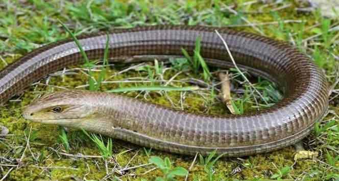 <p><span style="color:#A52A2A"><strong>BİR&Ccedil;OK İLDE KENDİSİNİ G&Ouml;STERMEYE BAŞLADI&nbsp;</strong></span></p>

<p>&nbsp;</p>

<p>Genellikle g&uuml;nd&uuml;zleri saklanan bu canlılar, daha &ccedil;ok akşam saatlerinde ortaya &ccedil;ıkıyor.</p>

<p>&nbsp;</p>

<p>Havanın ısınmasıyla birlikte &uuml;lkemizde bir&ccedil;ok ilde g&ouml;r&uuml;lmeye başlandı.&nbsp;</p>
