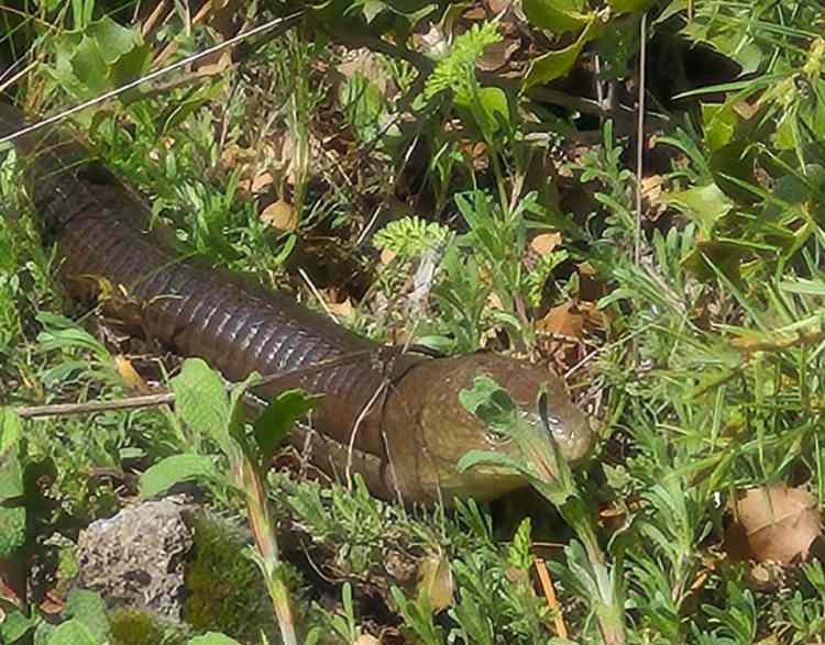 <p>Bilimsel adı Anguis fragilis olan oluklu kertenkele, aslında bacaklarını zamanla kaybetmiş bir kertenkele t&uuml;r&uuml; olarak biliniyor.&nbsp;</p>

<p>&nbsp;</p>

<p>Boyları 1 ila 1,5 metre arasında değişiklik g&ouml;sterirken dişileri, erkeklere g&ouml;re daha uzun oluyor.&nbsp;</p>
