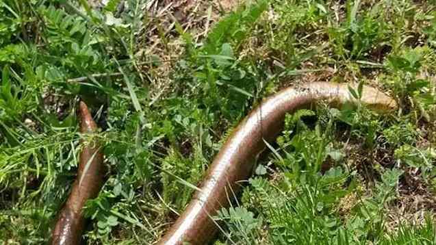 <p><span style="color:#A52A2A"><strong>ZİRAİ M&Uuml;CADELENE &Ouml;NEMLİ BİR YERE SAHİP&nbsp;</strong></span></p>

<p>&nbsp;</p>

<p>Aksine uzmanlara g&ouml;re bu canlı, ekosistem i&ccedil;in olduk&ccedil;a faydalı ve zirai m&uuml;cadelede &ouml;nemli bir yere sahip.</p>
