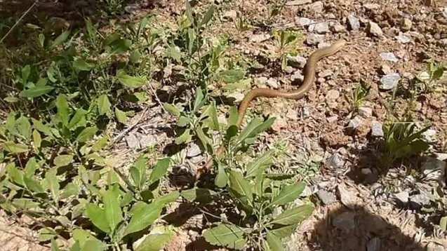 <p>Yılana benzerliği nedeniyle insanlar tarafından hoş karşılanmayan t&uuml;r, bir tehdit oluşturmuyor.&nbsp;&nbsp;</p>
