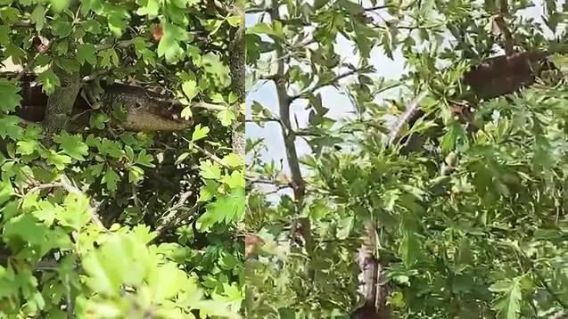 <p><span style="color:#A52A2A"><strong>NEMLİ VE TOPRAKLI BAH&Ccedil;ELERDE YAŞAMAYI SEVİYOR</strong></span></p>

<p>&nbsp;</p>

<p>Başta T&uuml;rkiye olmak &uuml;zere Avrupa&rsquo;nın bir&ccedil;ok b&ouml;lgesinde yaşayan oluklu kertenkeleler, nemli toprakları ve bah&ccedil;eleri tercih ediyor.</p>
