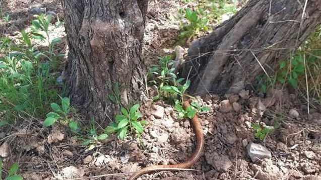 <p>Beslendikleri b&ouml;cek ve salyangozlar sayesinde tarım alanlarında doğal bir denge unsuru oluşturuyorlar.</p>
