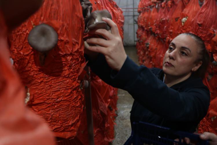 <p>Parlak,&nbsp; proje sonunda kendilerine ait arazide kurdukları serada <span style="color:#A52A2A"><strong><em>"sıfır atık" </em></strong></span>prensibiyle &uuml;retime başladıklarını s&ouml;yledi.&nbsp;</p>

<p>&nbsp;</p>

<p>Şu an 150 metrekarelik tek serada &uuml;retim yaptıklarını anlatan Parlak, <strong><em>"Sera sayısını &ccedil;oğaltacağım. Paketleme ve kurutma &uuml;niteleri de kuracağız."</em></strong> diye konuştu.&nbsp;</p>
