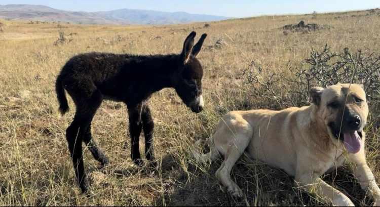 <p>Az &ouml;tede bulunan babası durumu fark edince hemen &ccedil;oban k&ouml;peklerine seslendi.</p>

<p>&nbsp;</p>

<p>Daha &ouml;nceki kahramanlıkları ve sadakati ile tanınan Kral yine devreye girdi ve &ouml;ne atıldı.</p>

<p>&nbsp;</p>

<p>Minik Sencar'ı kovalayan ayıları geri p&uuml;sk&uuml;rtt&uuml;.</p>

<p>&nbsp;</p>

<p>Diğer k&ouml;peklerin de gelmesiyle ayılar geldikleri y&ouml;ne ka&ccedil;tılar.</p>
