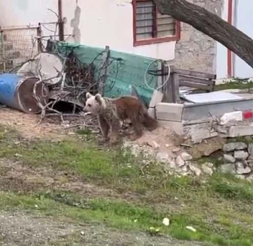 <p>&Ccedil;ocukları korumak i&ccedil;in okul &ccedil;evresinde bekleyen k&ouml;y sakinleri, &ouml;zellikle &ccedil;ocuklar ve kadınlar a&ccedil;ısından risk oluşturan ayı nedeniyle tedirgin olduklarını ifade ederek,<em>&nbsp;<strong><span style="color:rgb(165, 42, 42)">yetkililerden ayının yerleşim alanından uzaklaştırılmasını talep etti.</span></strong></em></p>
