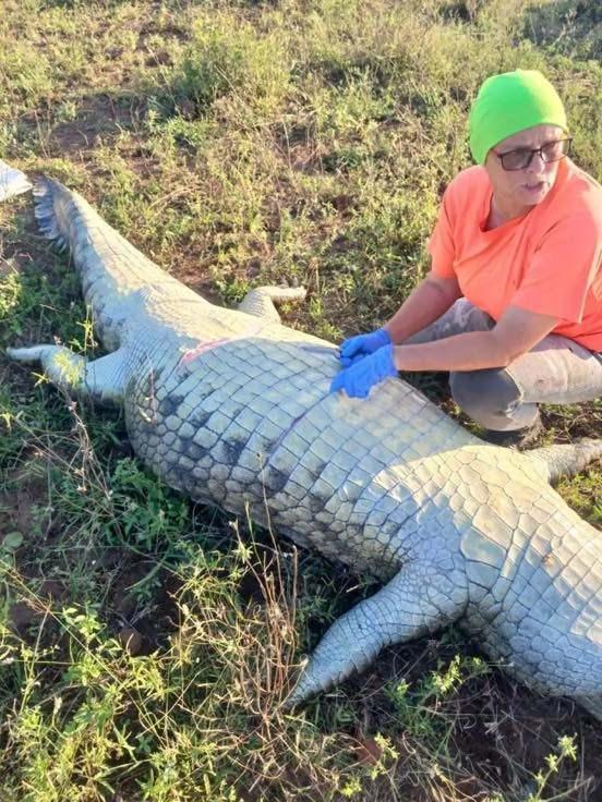 <p>Batista'ya saldırarak &ouml;l&uuml;m&uuml;ne neden olduğundan ş&uuml;phelenilen 4,5 metre uzunluğunda ve yaklaşık 500 kilogram ağırlığındaki timsahın midesinde insan kalıntılarıyla birlikte 6 terlik bulunmuştu.</p>

<p>&nbsp;</p>
