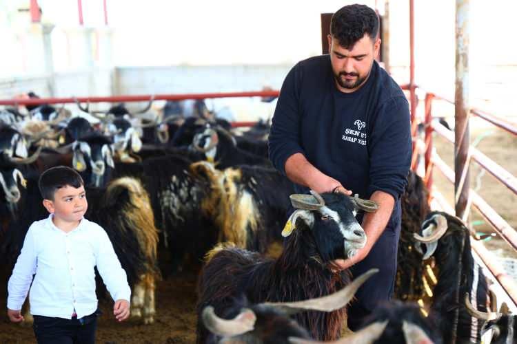 <p>Yetiştirici Yiğithan &Ccedil;opur, kurbanlıkların gelişiminden duyduğu memnuniyeti dile getirerek, pazarın rekor adayını kendi fiziksel &ouml;l&ccedil;&uuml;leriyle tanıttı.&nbsp;</p>
