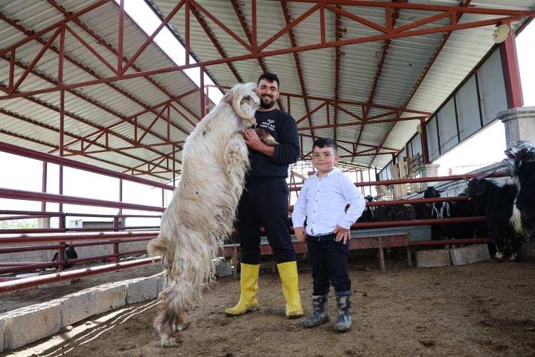 <p>Hayvanın heybetini anlatan &Ccedil;opur,<strong><em> "&Ccedil;obanlık hayvanlarımız &ccedil;iftliğimize indi, kurbanlık satış ve işaretlemelerimize başladık. Rekor kiloya ulaşan bir hayvanımız. <span style="color:#A52A2A">Ben 1.90 boyunda ve 120 kiloyum. Hayvanı yanımda tuttuğumda, c&uuml;ssesinin benim &ouml;l&ccedil;&uuml;lerimi dahi geride bıraktığı net bir şekilde g&ouml;r&uuml;l&uuml;yor. </span>Sezonun ilk rekoru diyebiliriz."</em></strong> diye konuştu.&nbsp;</p>
