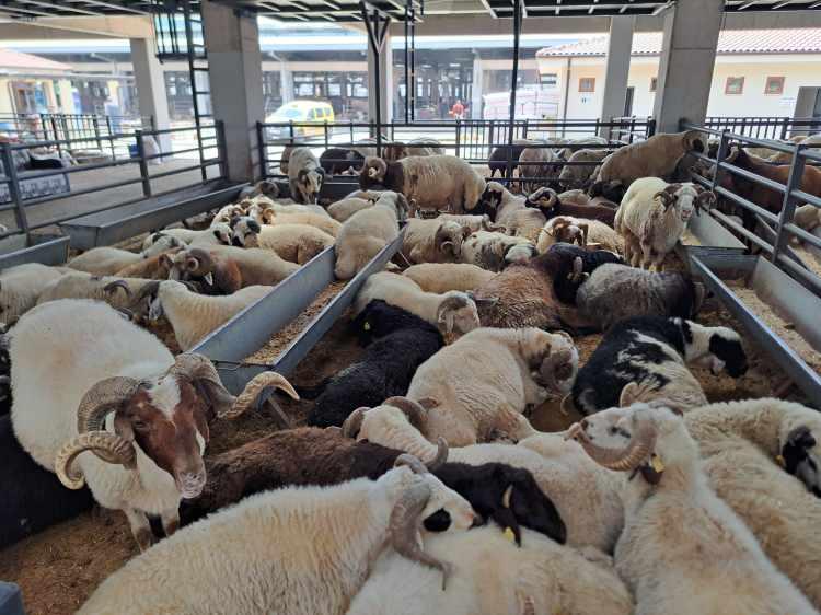 <p>Canlı hayvan pazarlarında b&uuml;y&uuml;kbaş kurbanlıklarda d&uuml;ve fiyatları 100 bin liradan başlayıp 250 bin liraya kadar &ccedil;ıkarken, tosun fiyatlarının ise 240 bin liradan başlayıp 600 bin liraya kadar y&uuml;kseldiği g&ouml;r&uuml;ld&uuml;.&nbsp;</p>
