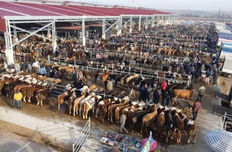 <p>K&uuml;&ccedil;&uuml;kbaş hayvanlarda ise fiyatlar 12 bin lira ile 40 bin lira arasında değişiyor.</p>

<p>&nbsp;</p>
