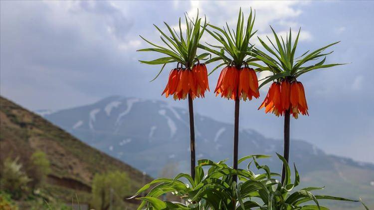 <p><strong>Havaların ısınmasıyla birlikte Siirt'in kırsal b&ouml;lgelerinde a&ccedil;maya başlayan ters laleler, doğaseverlerin ve fotoğraf tutkunlarının ilgi odağı haline geldi.&nbsp;</strong></p>
